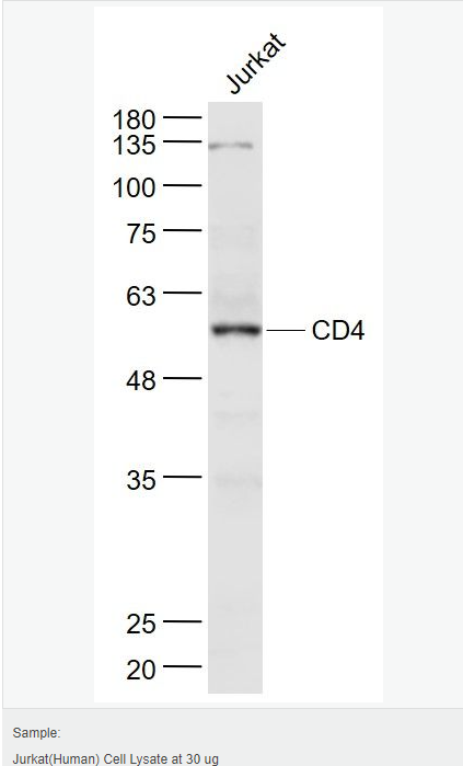 605c3ee962f31.png image.png