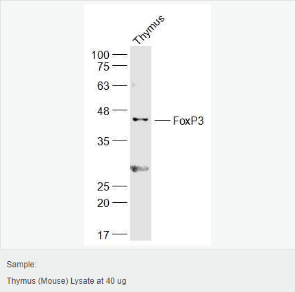 6066ce99c4844.png image.png