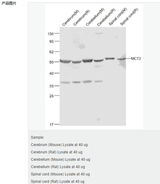 6079533740020.png image.png