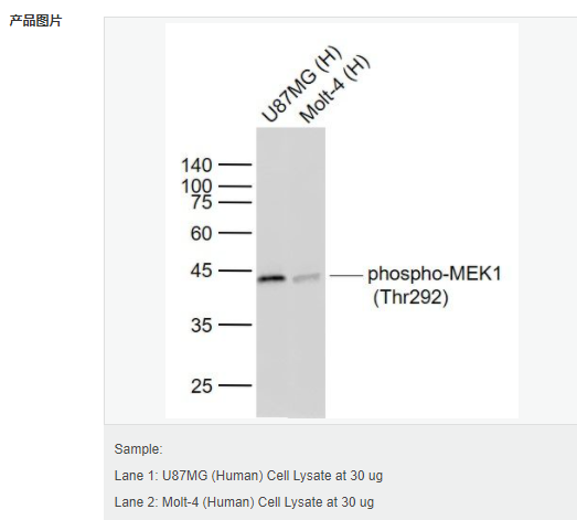 607d2411ac56e.png image.png